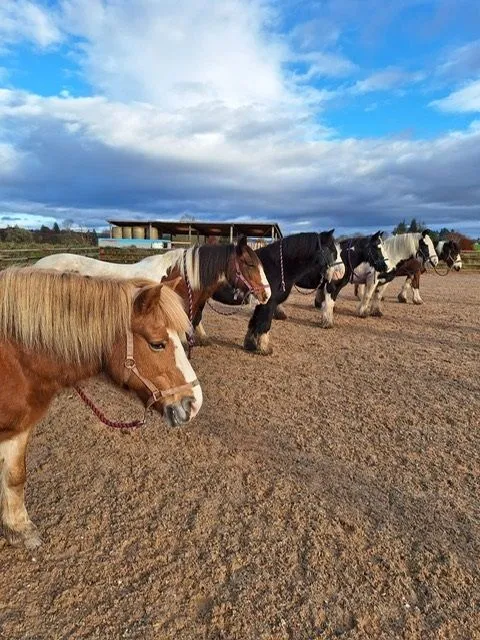 Ponies lined up